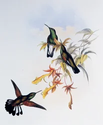 Streifen-Schwanzkolibri, Gravur aus 
