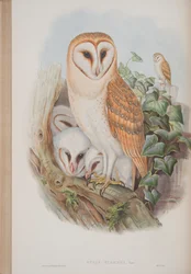 Strix Flammea, Tafel aus The Birds of Great Britain von John Gould, veröffentlicht 1862-73