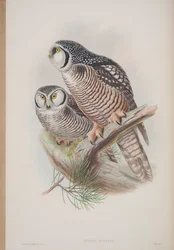 Surnia Funerea, Tafel aus The Birds of Great Britain von John Gould, veröffentlicht 1862-73