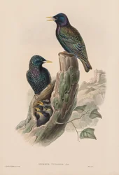 Die Vögel von Großbritannien: Sturnur vulgaris