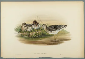 Bruchwasserläufer