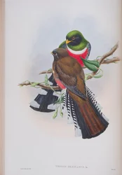 Trogon Mexicanus, Tafel aus Die Vögel von Großbritannien von John Gould, veröffentlicht 1862-73