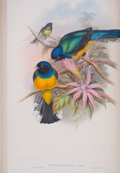 Trogon Ramoniana, Tafel aus Die Vögel von Großbritannien von John Gould, veröffentlicht 1862-73