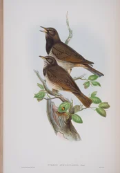 Turdis Atrogularis, Tafel aus Die Vögel von Großbritannien von John Gould, veröffentlicht 1862-73