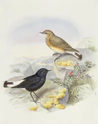 Variable Steinschmätzer (Oenanthe picata), Gravur von John Gould