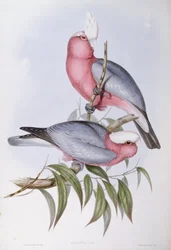 Veilchenlori (Eos squamata), Gravur von John Gould