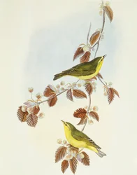 Waldlaubsänger (Phylloscopus sibilatrix)