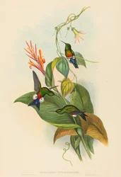 Eriocnemis cupreiventris (Kupferbauch-Puffbein)