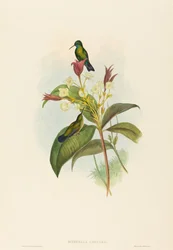 Eucephala caerulea (Blaukehlsaphir)