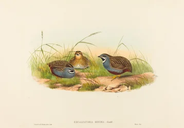 Excalftoria minima (Blaubrustwachtel)