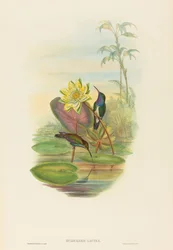 Hylocharis lactea (Saphirbrust-Smaragd)