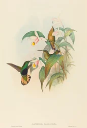 Lafresnaya flavicaudata (Gelbschwanz-Samtbrustkolibri)