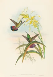 Lampornis veraguensis (Veraguan Mango)