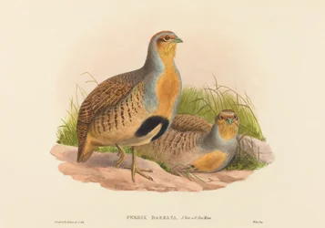 Perdix barbata (Daurische Rebhuhn)