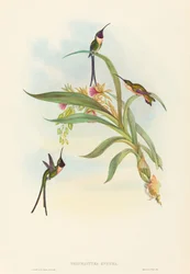 Tharmastura enicura (Schlanker Scherenschwanz)