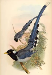 Gelbschnabelblaumagpie Urocissa flavirostris (Blyth)