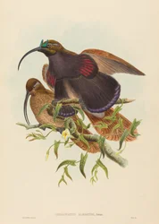 Drepanornis albertisi (Schwarzschnabel-Sichelvogel)