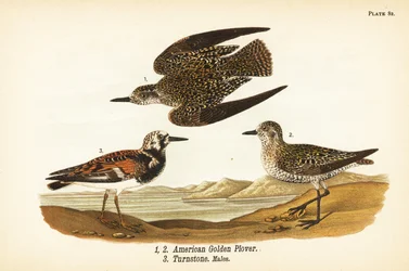 Amerikanischer Goldregenpfeifer, Pluvialis dominica 1,2, und Steinwälzer, Arenaria interpres 3