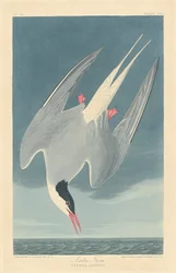 Arktische Seeschwalbe