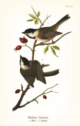 Schwarzkopfmeise, Poecile atricapillus