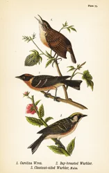 Carolina-Zaunkönig, Thryothorus ludovicianus 1, Kastanienwaldsänger, Setophaga castanea 2, Kastanienflankensänger, Setophaga pensylvanica 3