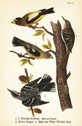 Abendkernbeißer, Coccothraustes vespertinus, Braunkleiber, Certhia americana und Schwarz-Weiß-Waldsänger, Mniotilta varia