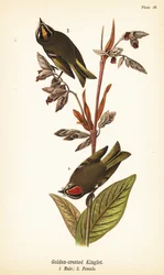 Goldhähnchen, Regulus satrapa
