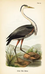 Kanadareiher, Ardea herodias