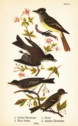 Großer Kappenschnäpper, Myiarchus crinitus 1, östlicher Phoebe, Sayornis phoebe 2, östlicher Wald-Pewee, Contopus virens 3, und Akadischer Schnäpper, Empidonax virescens 4