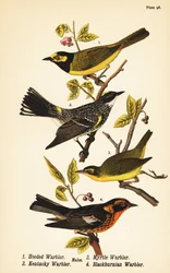 Kapuzensänger, Setophaga citrina, Gelbsteiß-Waldsänger, Setophaga coronata, Kentucky-Waldsänger, Geothlypis formosa und Blackburnian-Waldsänger, Setophaga fusca