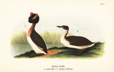 Ohrentaucher, Podiceps auritus, adultes Männchen 1, und Weibchen im Winterkleid