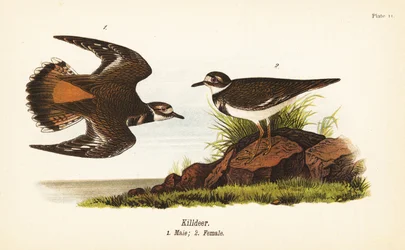 Keilschwanzregenpfeifer, Charadrius vociferus, Männchen 1, Weibchen 2