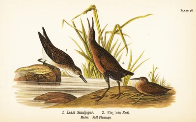 Zwergstrandläufer, Calidris minutilla und Virginiaralle, Rallus limicola