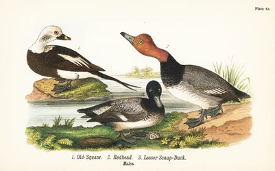 Eisente, Clangula hyemalis 1, Rotkopfente, Aythya americana 2, und Reiherente, Aythya affinis 3