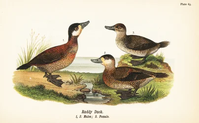 Ruderente, Oxyura jamaicensis, Männchen und Weibchen