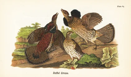 Kragenhuhn, Bonasa umbellus