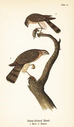 Schieferfalke, Accipiter striatus, Männchen mit Beute 1, Weibchen 2