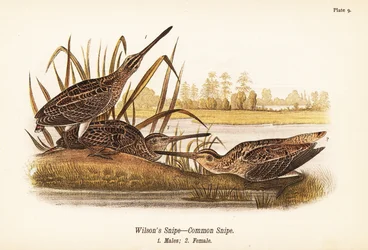 Wilson-Schnepfe oder Bekassine, Gallinago delicata, Männchen 1, Weibchen 2