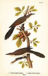 Gelbschnabelkuckuck, Coccyzus americanus 1, und Schwarzschnabelkuckuck, Coccyzus erythropthalmus 2, Männchen