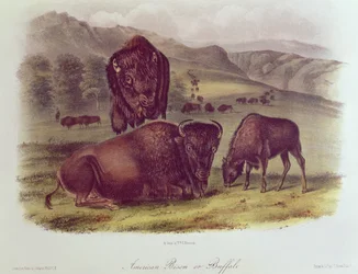 Amerikanischer Bison oder Büffel, aus 