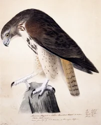 Amerikanischer Bussard oder Weißbrusthabicht