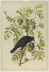 Amerikanische Krähe, gedruckt von Julien Bien und veröffentlicht von Roe Lockwood & Son, 1861