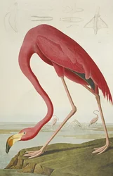Amerikanischer Flamingo, aus "Die Vögel Amerikas"