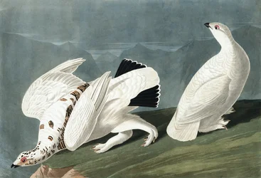 Amerikanisches Alpenschneehuhn, Tetrao Mutus; Weißschwanz-Schneehuhn, Tetrao Leucurus, aus „Die Vögel Amerikas“ von John J. Audubon, veröffentlicht 1827-38