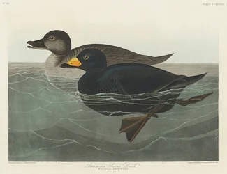 Amerikanische Trauerente aus Birds of America (1827)