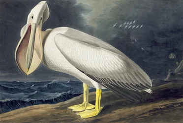 Amerikanischer Weißer Pelikan, Pelecanus Erythrorhynchos, aus "The Birds of America" von John J. Audubon, veröffentlicht 1827-38