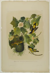 Baltimore-Trupial, gedruckt von Julien Bien und veröffentlicht von Roe Lockwood & Son, 1861
