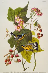 Schwarz-Gelber Waldsänger. Magnolienwaldsänger