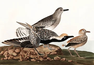 Schwarzbauchregenpfeifer, Charadrius Helveticus, aus "The Birds of America" von John J. Audubon, veröffentlicht 1827-38