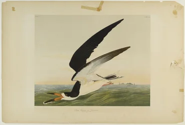 Schwarzer Scherenschnabel oder Scherenschwanz, gedruckt von Julien Bien und veröffentlicht von Roe Lockwood & Son, 1861